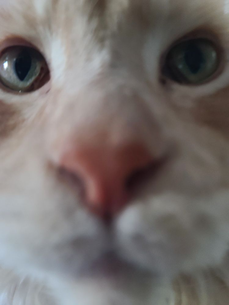 Close up pic of a cat