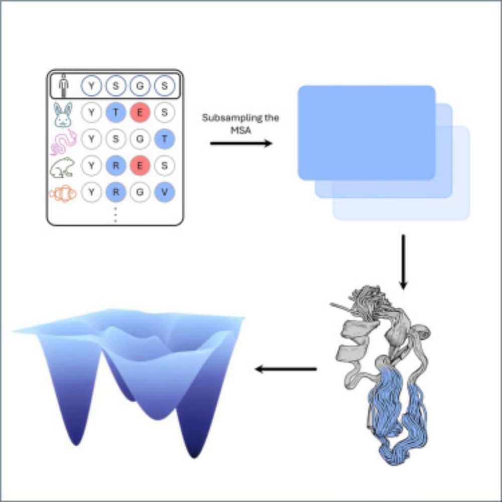 Assessing AF2’s ability to predict structural ensembles of proteins