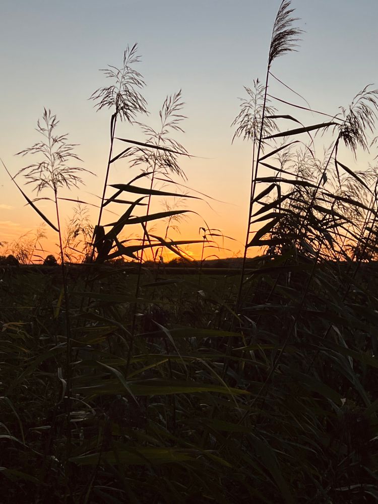 Sonnenuntergang auf dem Feld. Im Vordergrund Gestrüpp.