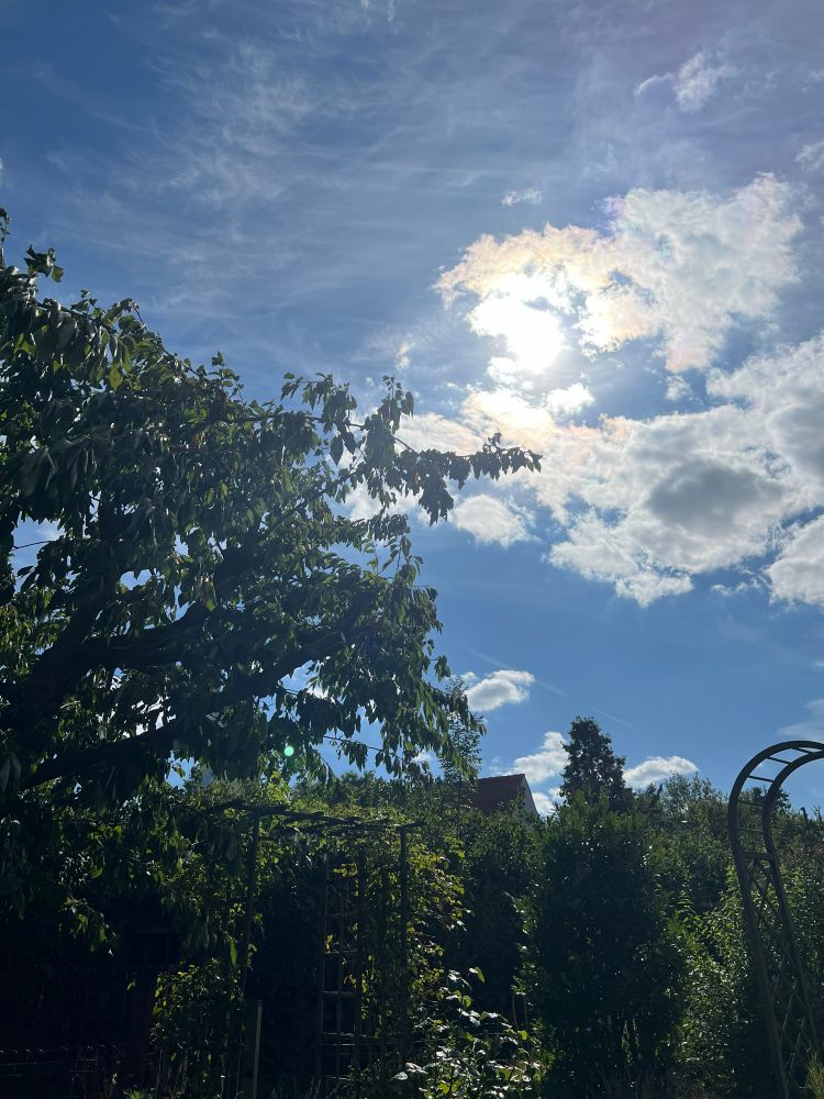 Viel Grün mit links ein Baum. Blick geht Richtung Himmel, der wenig Wolken hat und blau strahlt. 