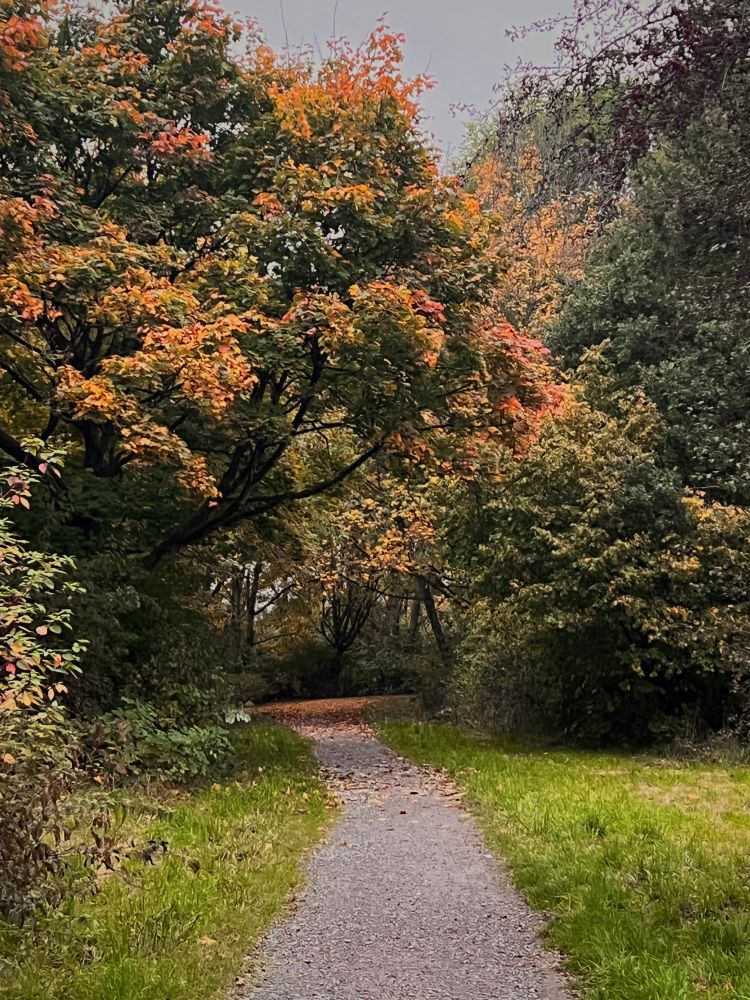 Ein Weg auf dem etwas weiter weg orange Blätter liegen und da drüber ein bunt gefärbter Baum ragt. 