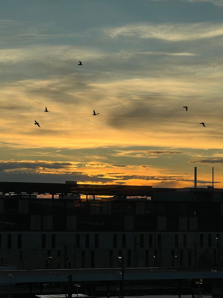 Sonnenuntergang mit Schleierwolken vor Hochhäusern. Ein paar Vögel sind auch zu sehen.
