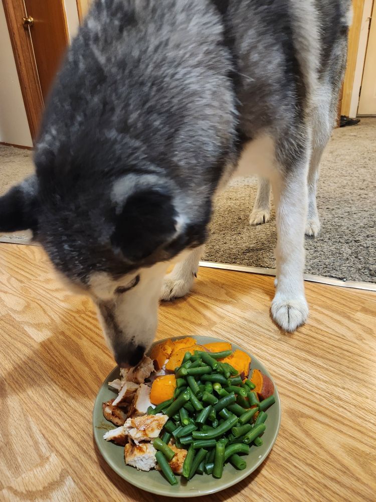 The best dog in the world eating his Thanksgiving meal
