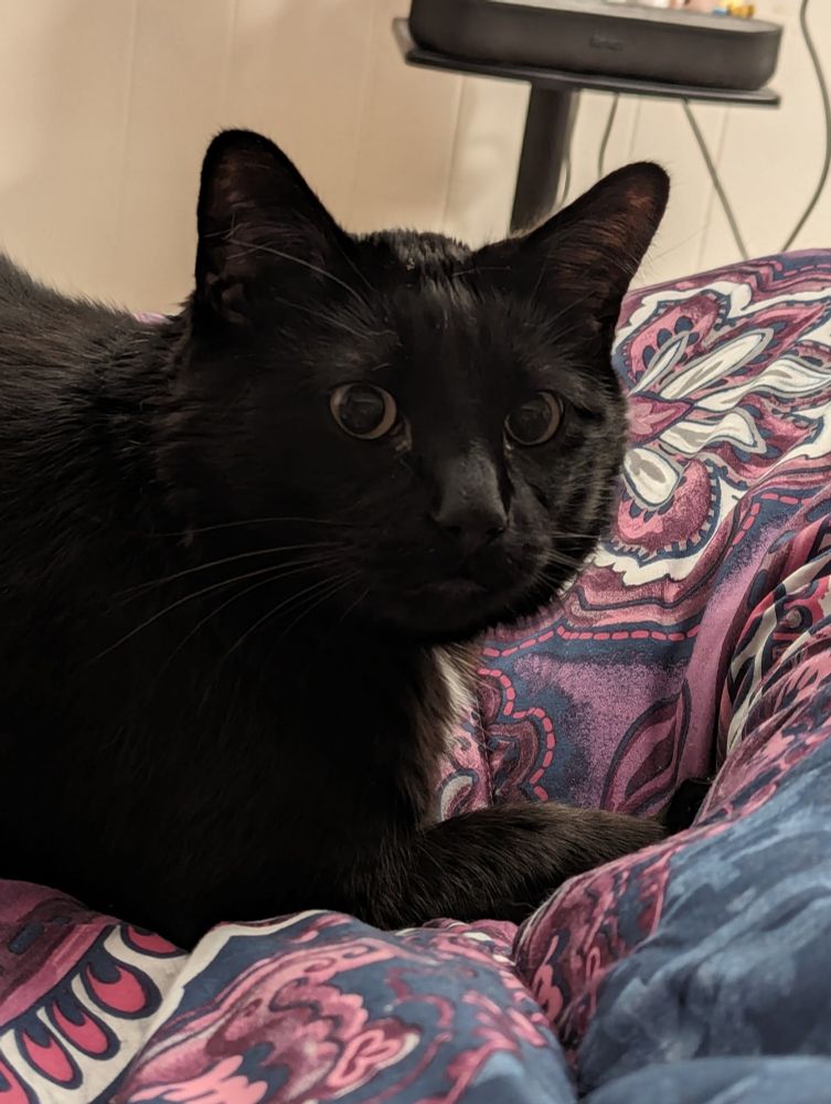 A gorgeous black cat laying on a floral purple comforter on  the bed.