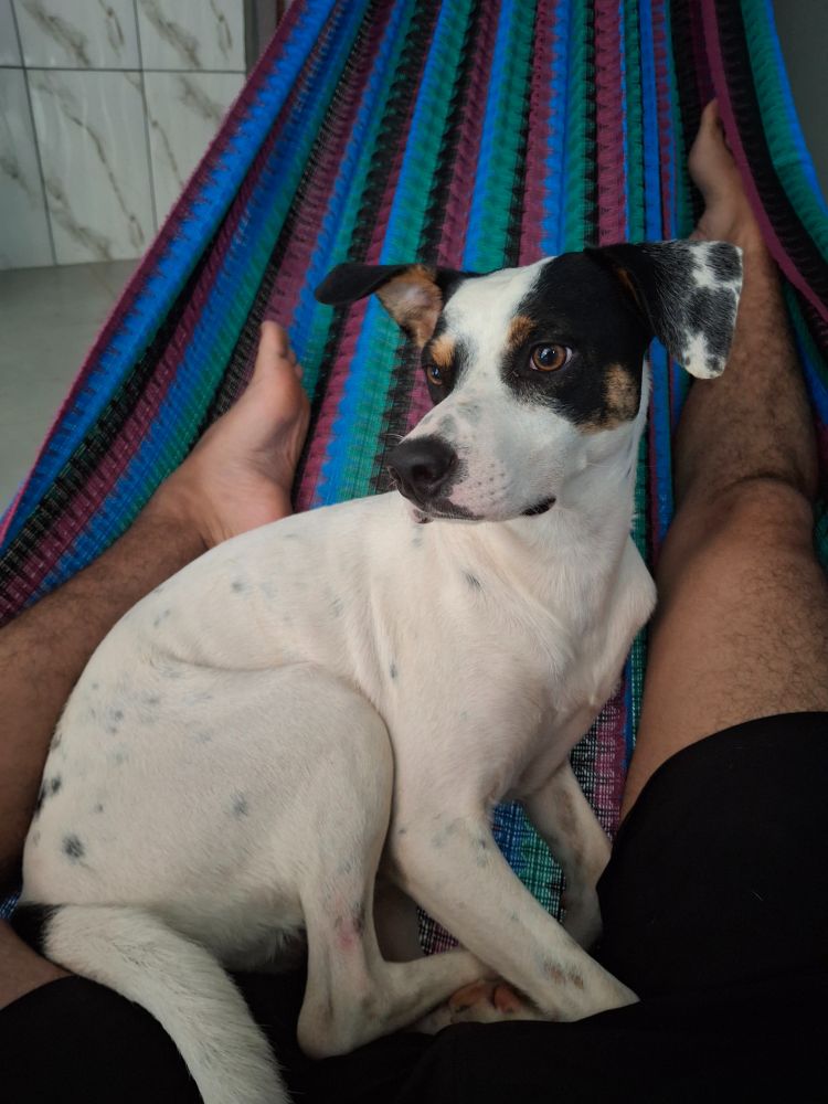 cachorrinho branco com marcas pretas ao redor dos olhos e pintas pretas pelo corpo, ele está deitado em uma rede colorida de cores azul,verde, vermelho e preto, entre as minhas pernas
