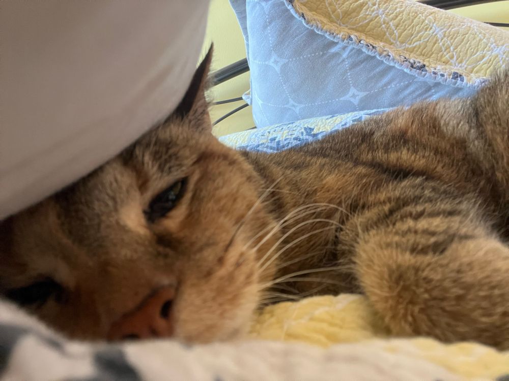 Calliope, a brown tabby cat, is lying in her side, her head slightly under a pillow on her human’s bed. She looks bleary-eyed and extremely done with this week.