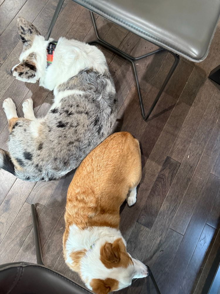 Artemis the blue Merle corgi and Pan the Pembroke corgi lie down touching each other along the sides of their back, in opposing curl formations, under the dinner table 
