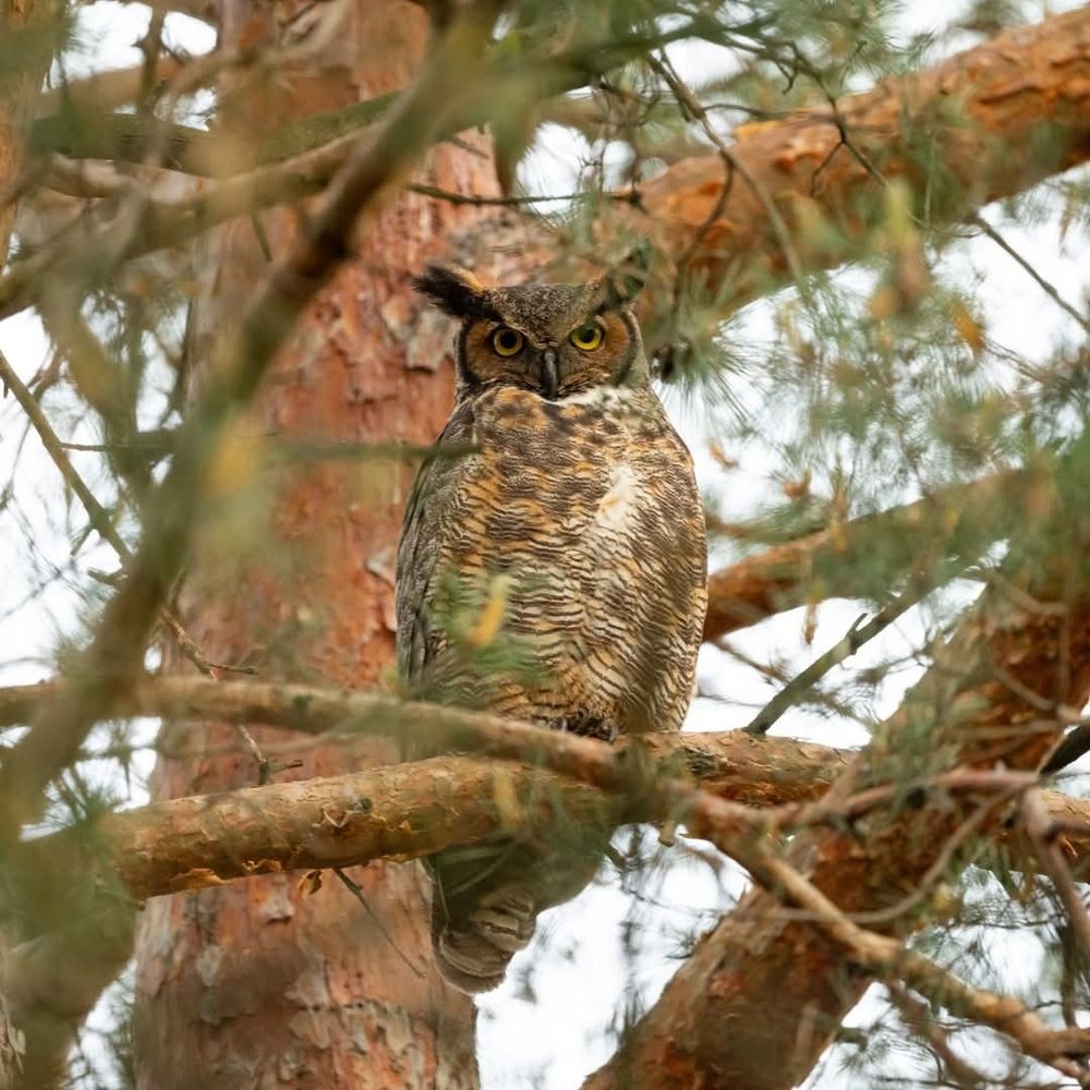 Female Great Horned Owl looking down at the photographer from a red pine tree.