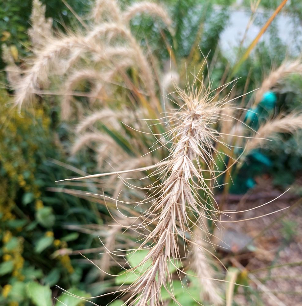 Drying Canada Wild Rye stands out against a background of blurry green native plants.