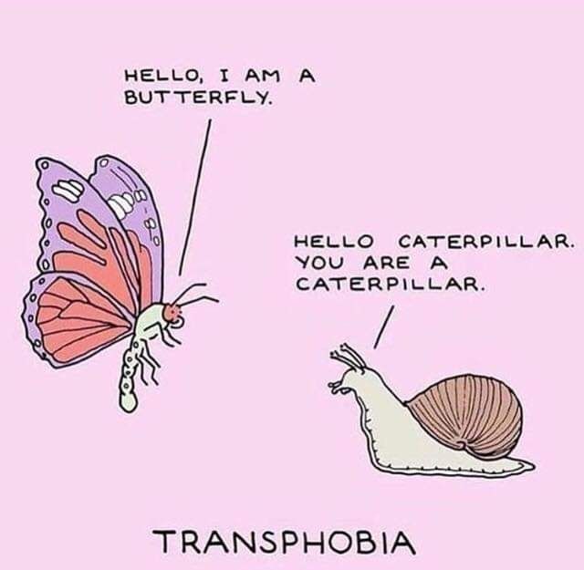 A snail talking to a butterfly. Butterfly says, "Hello, I'm a Butterfly" . Snail responds with "You are a caterpillar." TRANSPHOBIA is written across the bottom.