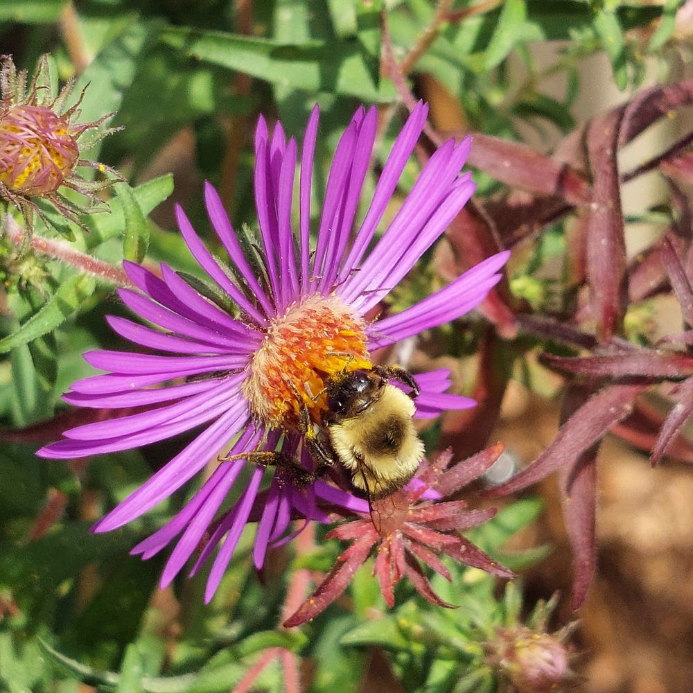 A native bumblebee feeds on a purple New England aster on a sunny fall day.