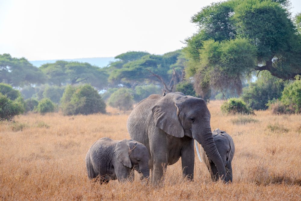 Elephants in Amboseli national park 