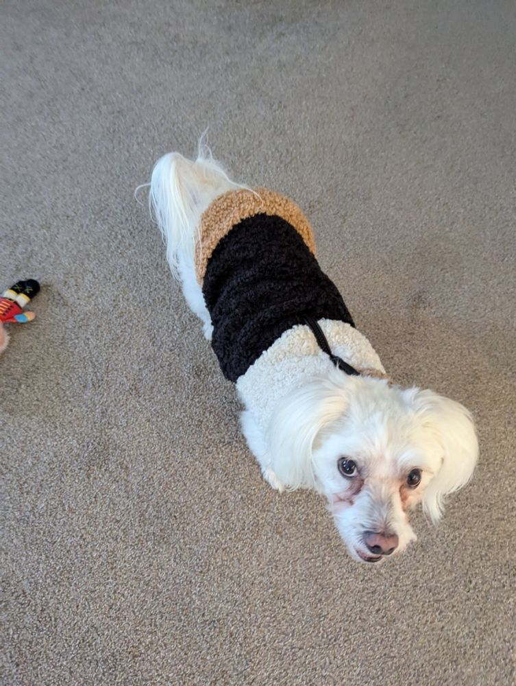 White dog with fluffy sweater looking at Mom taking a picture.