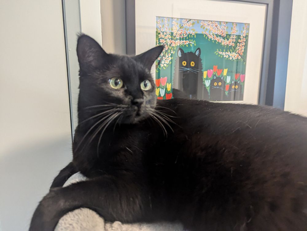 Our black cat, Poppy, lying in front of a Maud Lewis painting of three black cats.