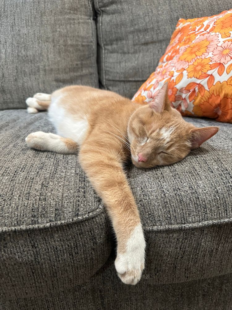 Biscuit the cat sleeping peacefully after causing chaos