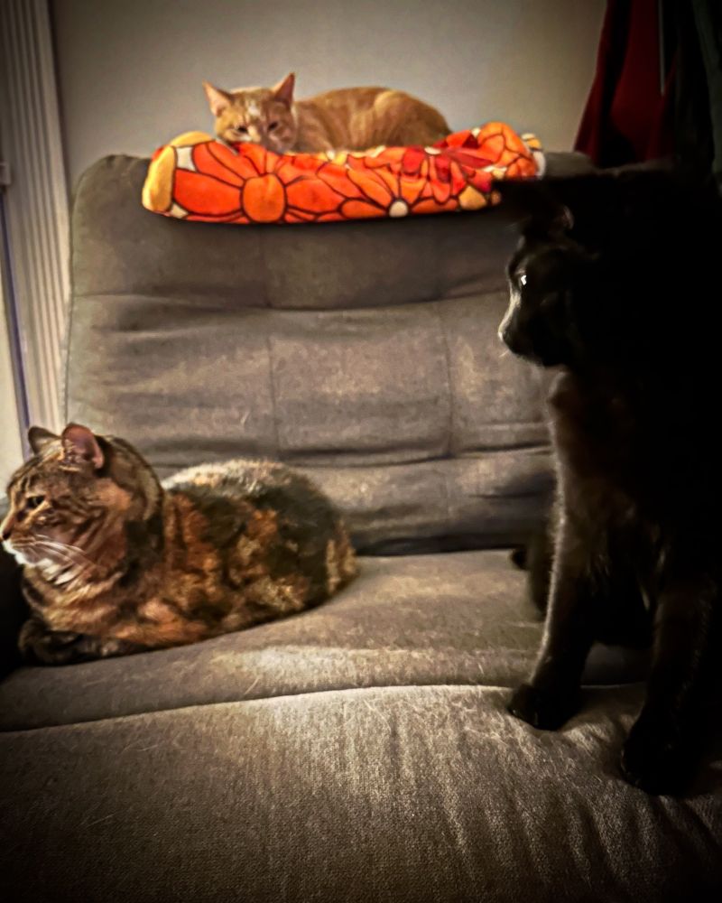 3 cats sitting on a chair, slightly out of focus