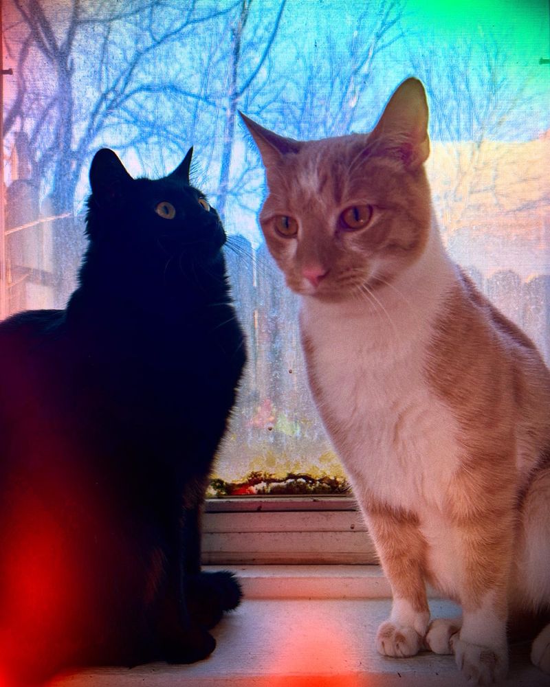 Two cats, Brisket & Biscuit, sitting in a window. 