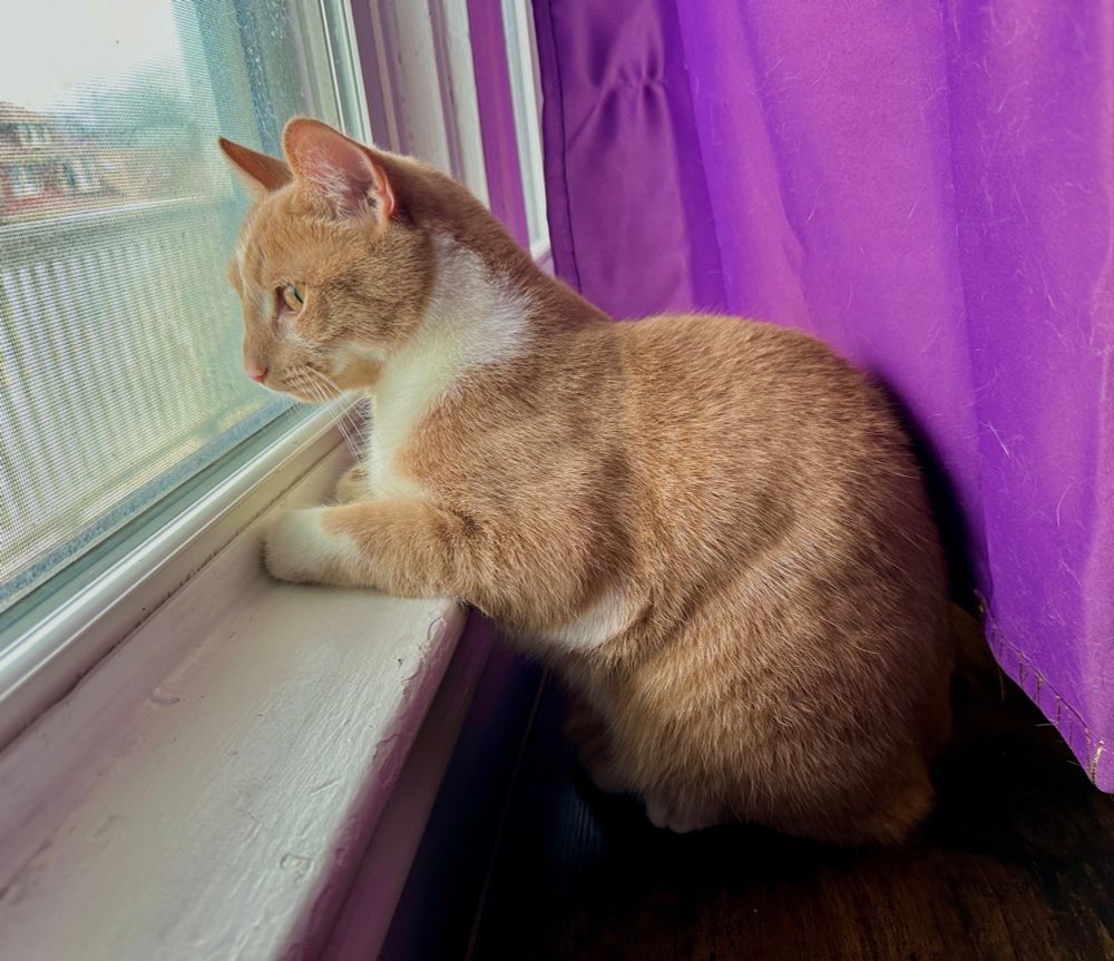 Biscuit the cat looking longingly out the window. 