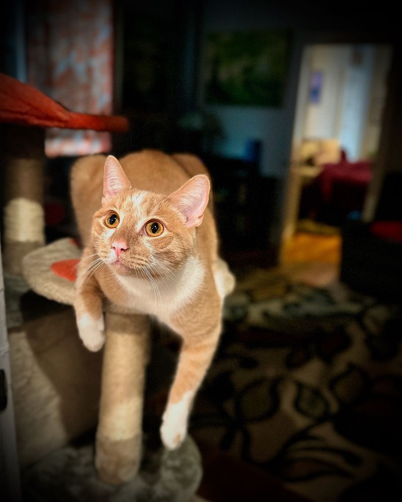 A cat named Biscuit peculiarly perched 