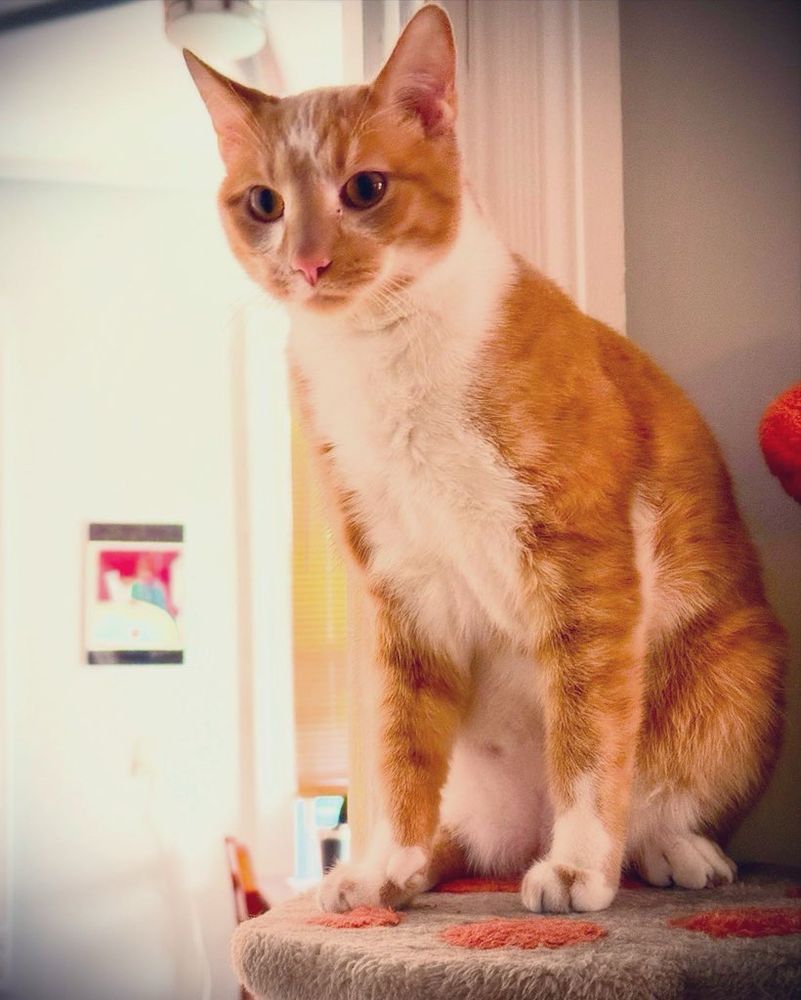 A cat named Biscuit, age 2 yrs old, looking dapper