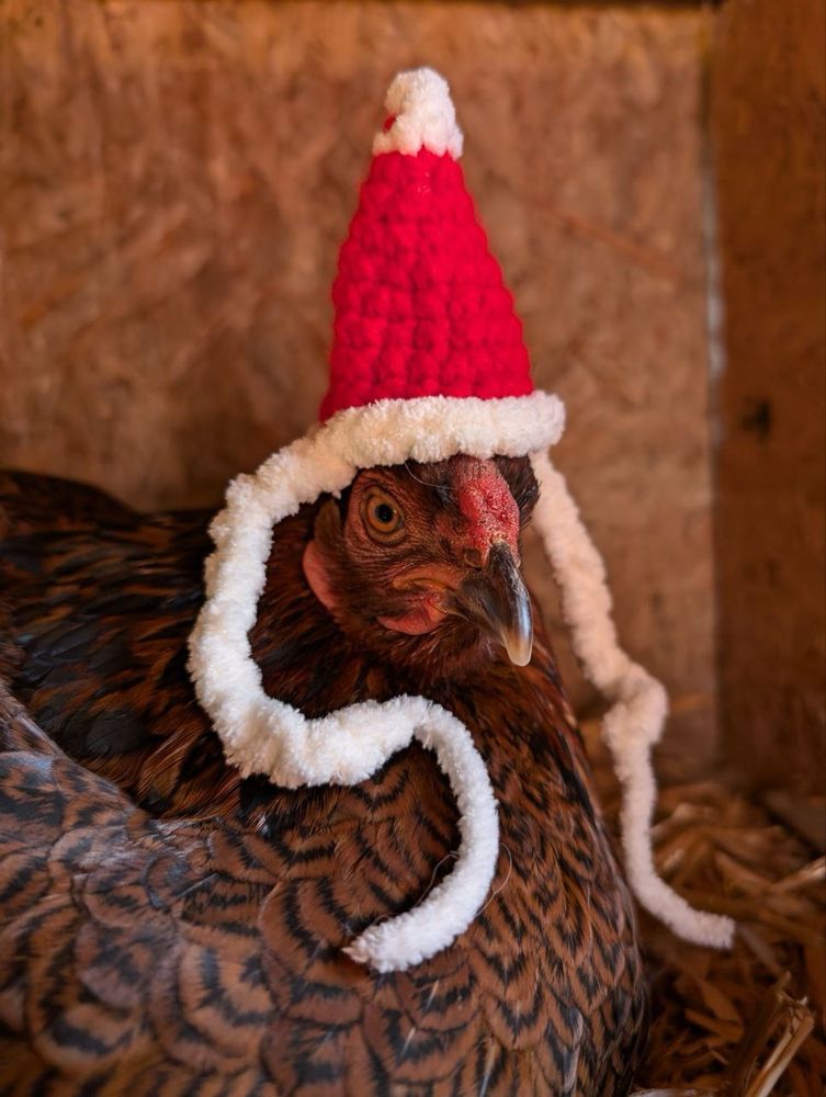 Chicken wearing a red Santa hat with long white side strings to tie to the head