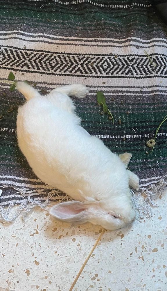 Chuck the bunny seen from above, flopped on his side on a folded yoga blanket (his head half hanging off the blanket onto the terrazzo floor), sleeping and looking like he’s dead. Around him are the remains of some herbs and treats he’s eaten, and some poops. 