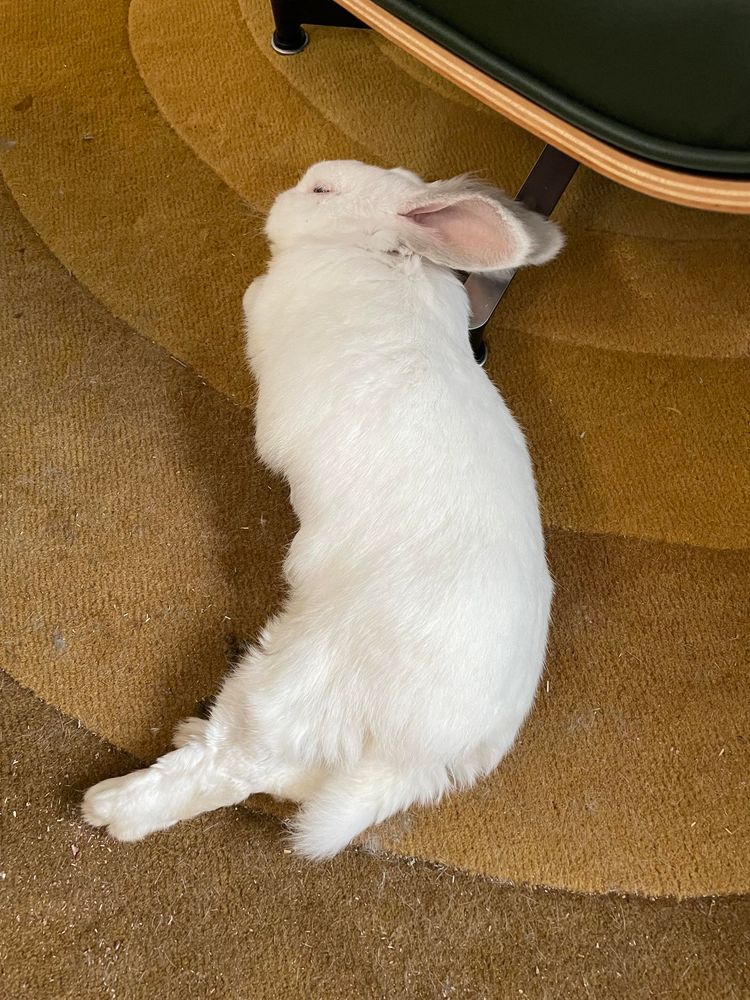 Chuck the bunny lying on his side sleeping on a yellow rug in my home office, with his hind legs sticking out
