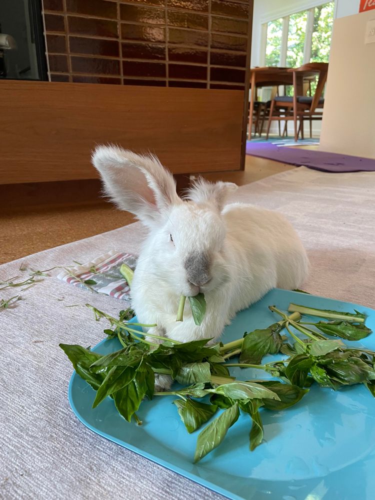Chuck the bunny half sitting on a large blue platter that is on the floor, surrounded by greens (mint, basil, dandelion greens). Half of a basil leaf is sticking out of his mouth.