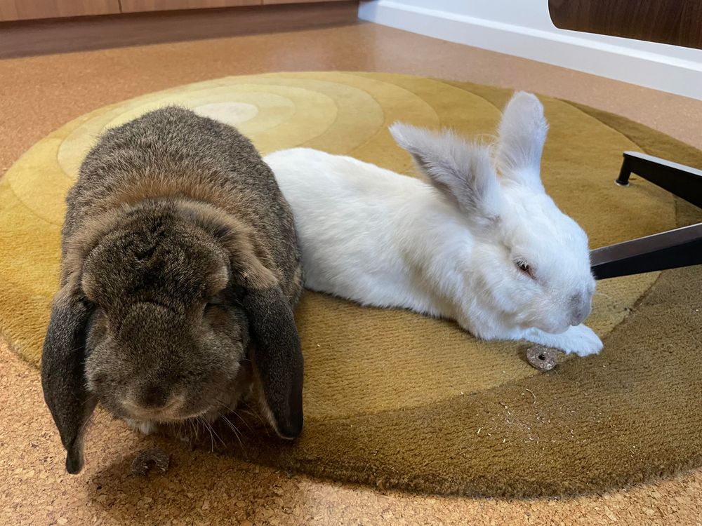 The bunnies Matilda and Chuck in the round yellow rug in my office. Matilda is facing forward, eating a treat, while Chuck is lying on the ground, but also eating a treat