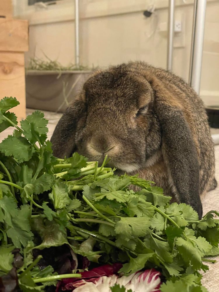 Matilda the bunny in front of her pile of greens, looking half asleep