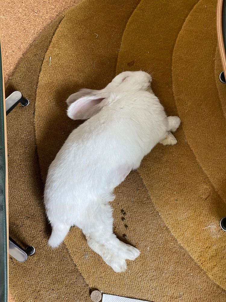 Chuck the bunny flopped entirely on his side, his eyes closed and rear feet sticking out, seen from directly above. A few stray poops are also visible.