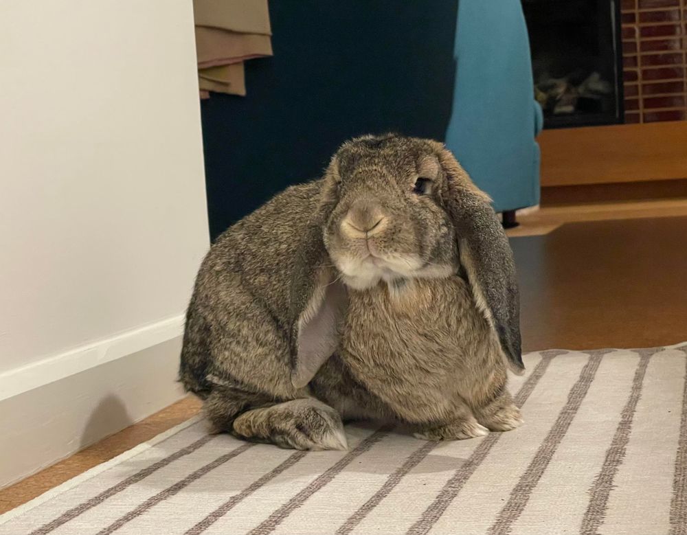 Matilda the bunny in the hallway, seen from floor level, her head and body turned to the side with her nose slightly upturned, as if she was turning to look at something 