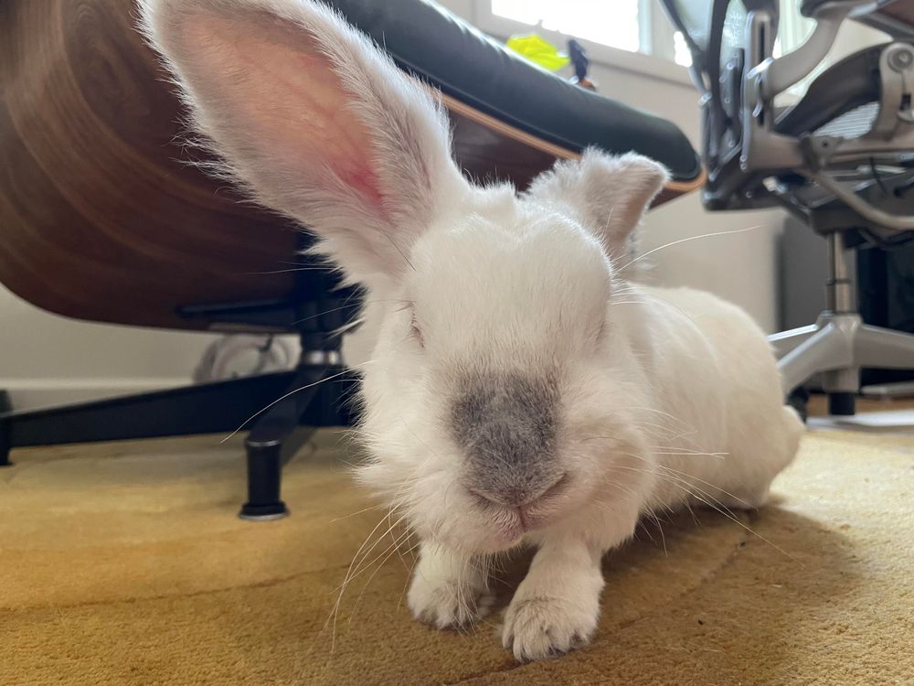 Closeup front on pic of Chuck the bunny, with one ear up and facing forward and the dark patch on his nose clearly visible. Also visible is the slight “smirk” from a bit of facial paralysis that he has gotten very recently.