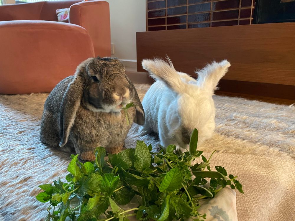 The bunnies Matilda and Chuck eating a pile of herbs on the rug - oregano, mint, and sage