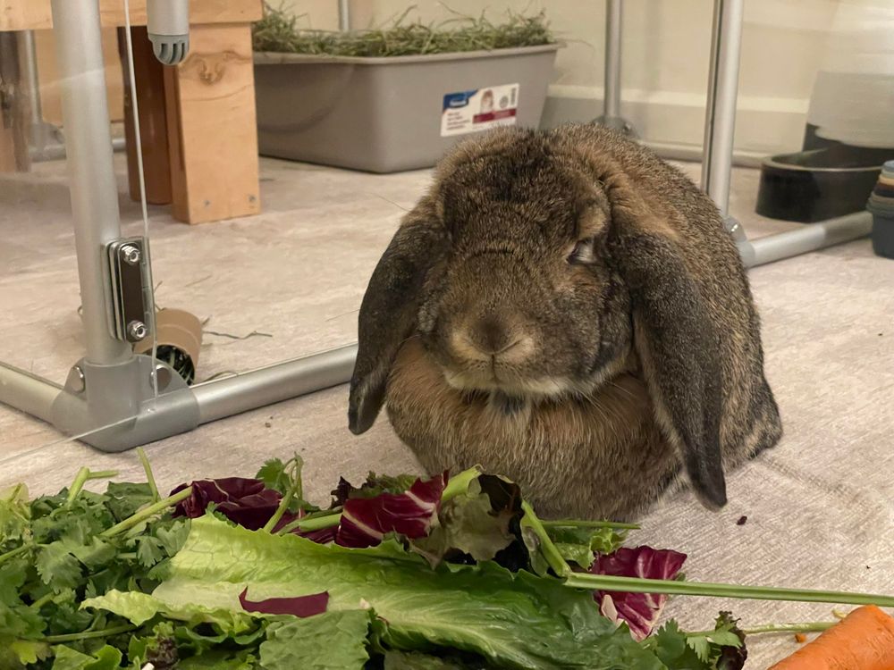 Matilda the bunny in front of her dinner salad