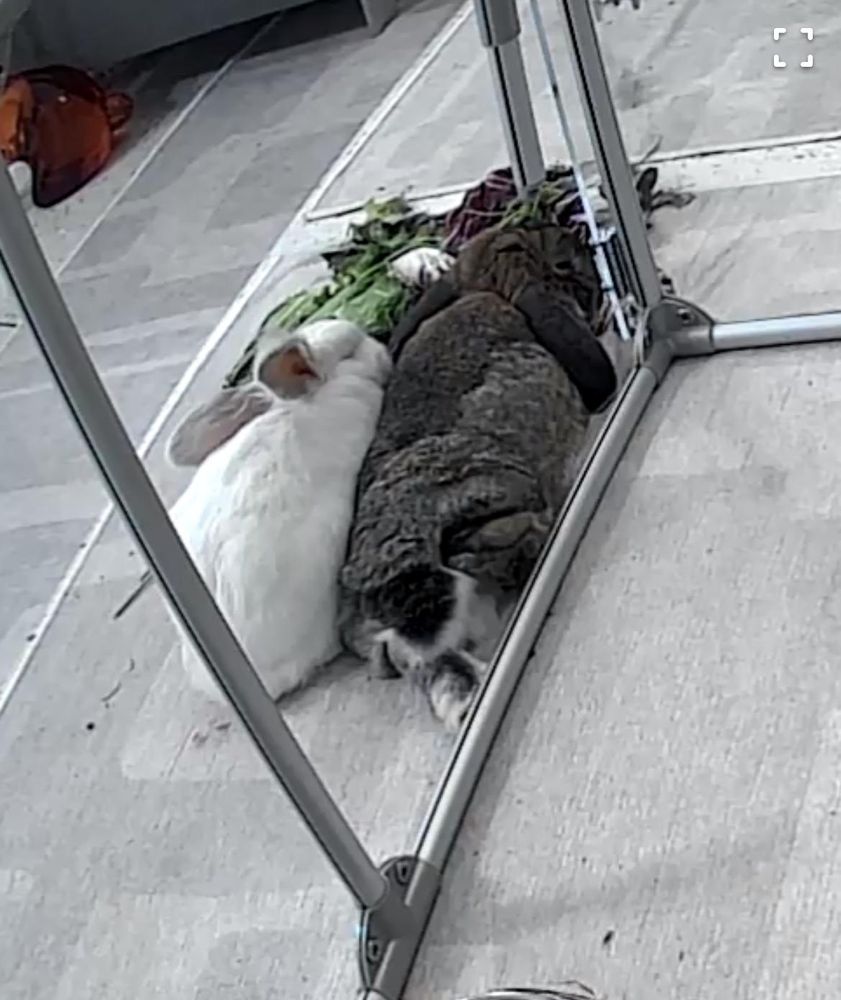 Screenshot from the bunnycam showing Chuck and Matilda lying/snuggling side by side (seen from above and behind)
