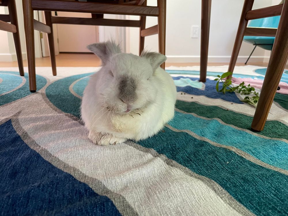 Chuck the bunny seen from head on sleeping under the dining room table. His face fur is a bit discolored from the critical care feedings he is getting currently. His ears are folded back and his eyes are closed, his two front paws (and toes) are just visible under his front. 