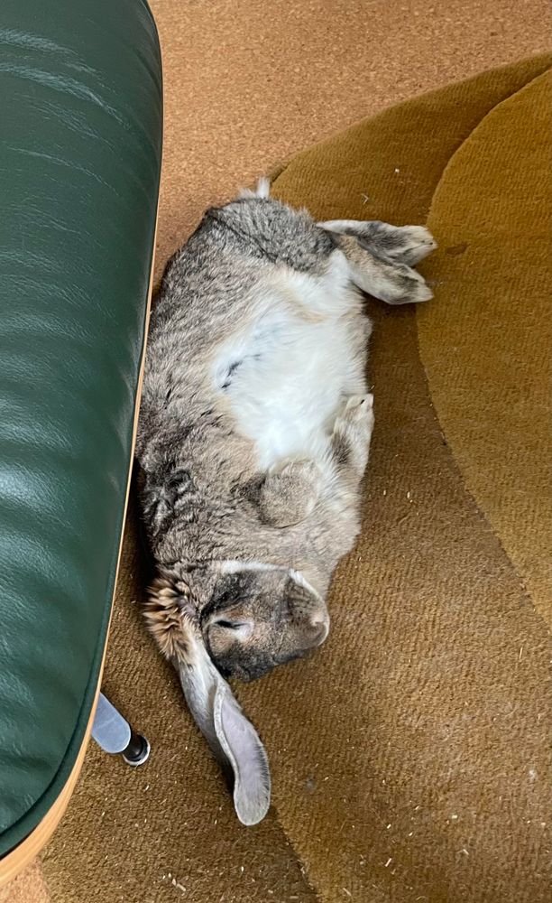Overhead view of Matilda the lop eared rabbit flopped almost onto her back, exposing her white underbelly; one of her long lop ears is stretched out above her head