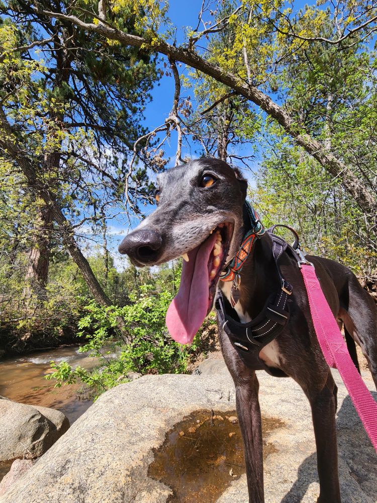 Black greyhound living his best life while posing outside.
