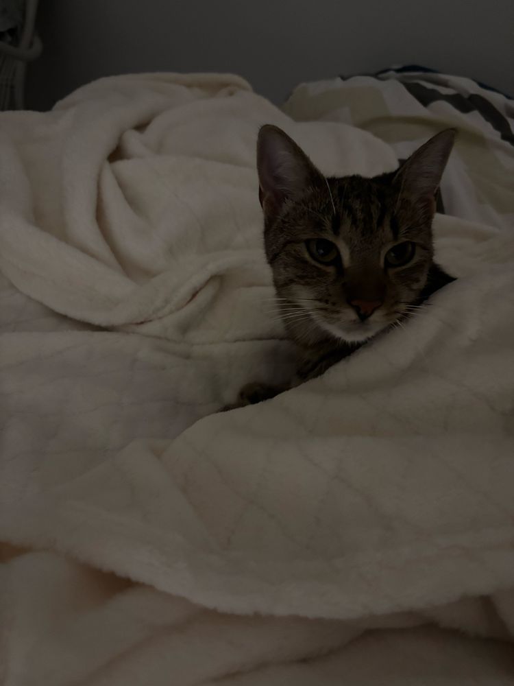 Getigerte Katze mitten auf meinem Bett