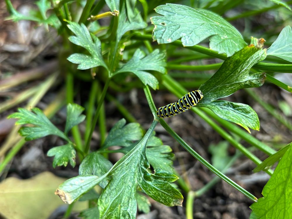 A tiny caterpillar on a parsley leaf