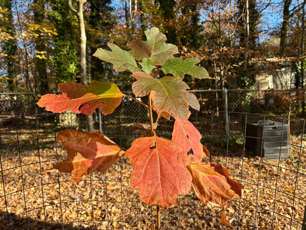 A small oakleaf hydrangea with moderately large leaves, in various shades of reddish orange