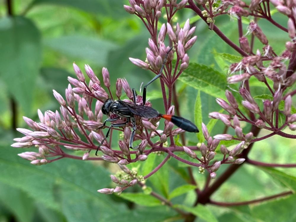 A long, thin wasp with a red band on the abdomen