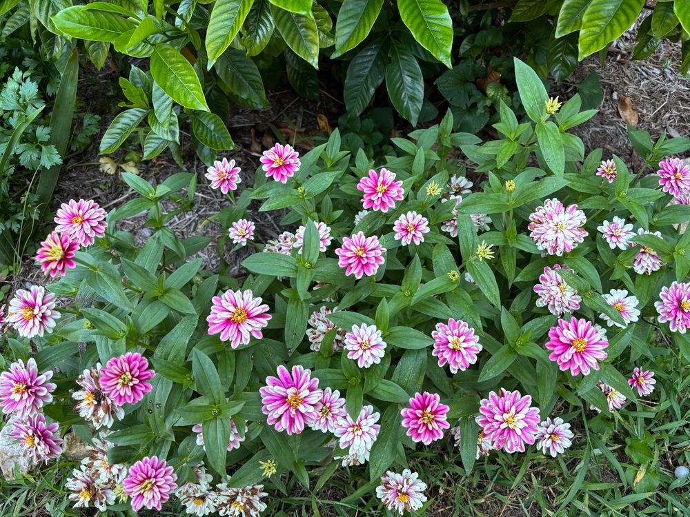 A clump of dwarf Zahara zinnias. The flowers are pink in the center of each petal and white around the edges