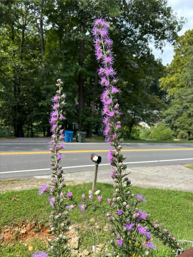 Two tall stems of liatris aspera. Up and down the stems are clusters of little pink flowers
