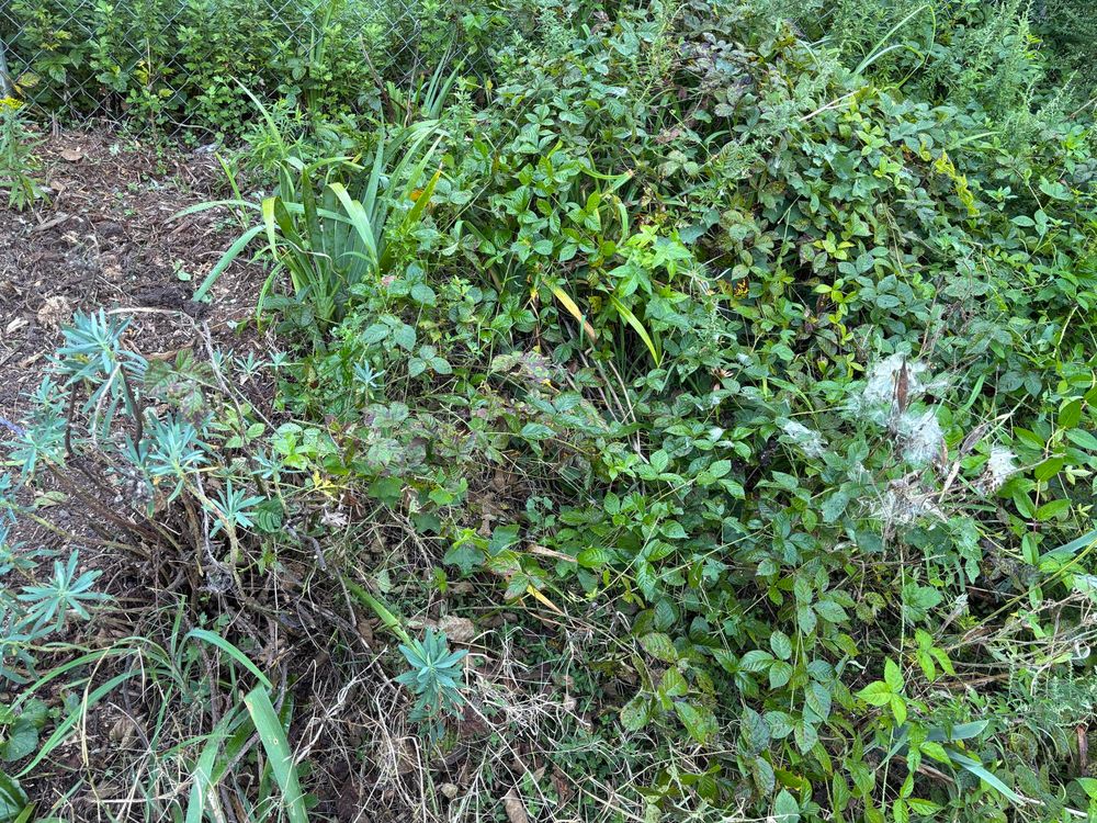 A very weedy garden bed. A thick layer of wild brambles covers everything else. On the left edge of the photo the ground is clear of weeds. I’m working my way to the right a little bit at a time, digging up the brambles and pulling out the crabgrass. 