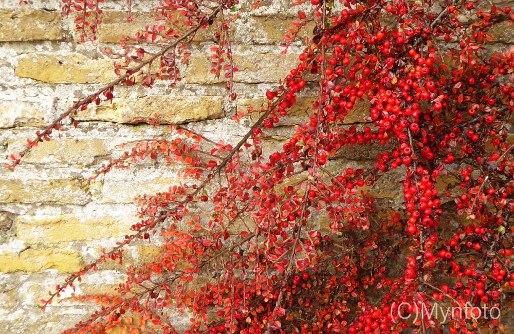 Een struik met rood herfst blad tegen een gele stenen muur.
