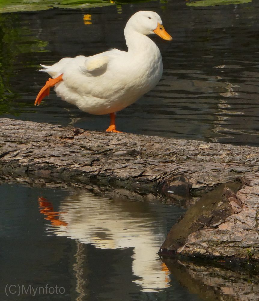 Een witte eend staat op 1 poot op een boomstam in het water.