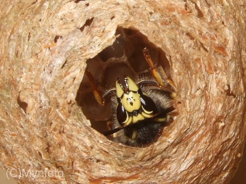 Een wesp kijkt naar buiten vanuit het nest bolletje.