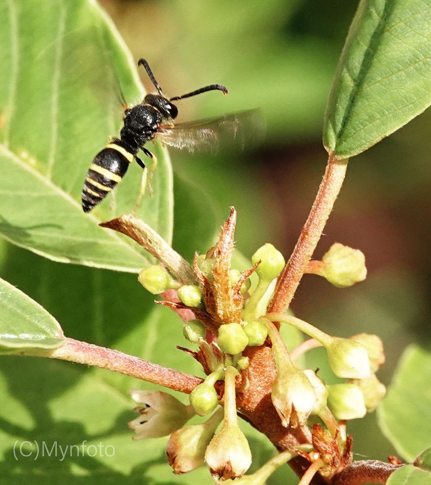 Een MuurWesp vliegt boven de bloemetjes van SporkeHout.